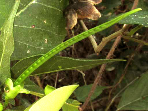 SIGMOIDOTROPIS ELEGANS, immature legume