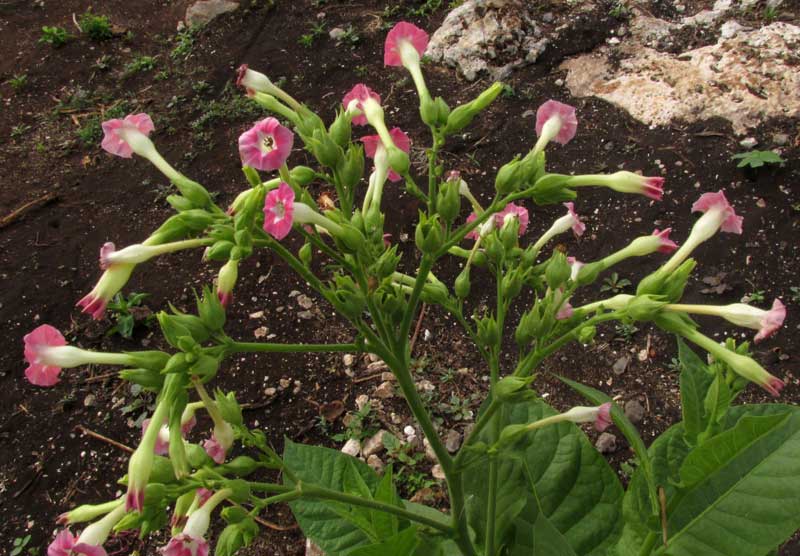 Tobacco, NICOTIANA TABACUM, flowering head