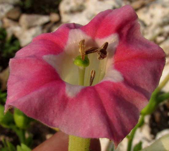 Tobacco, NICOTIANA TABACUM, flower