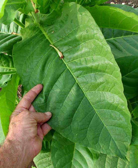 Tobacco, NICOTIANA TABACUM, leaf