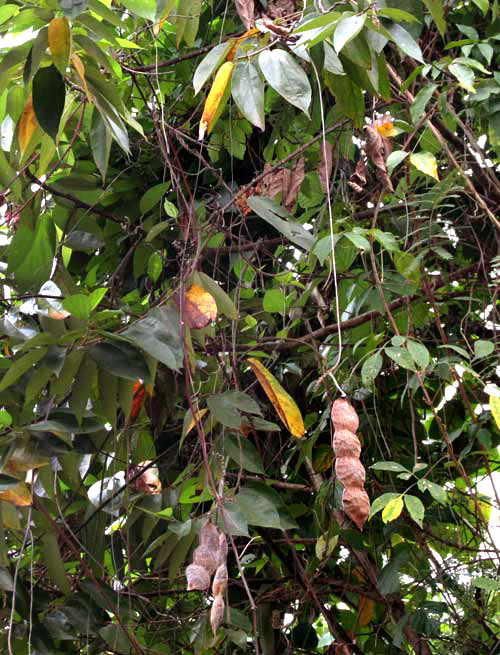 Pica-Pica, MUCUNA ARGYROPHYLLA