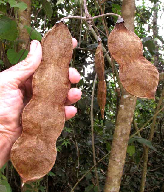 Pica-Pica, MUCUNA ARGYROPHYLLA, pod