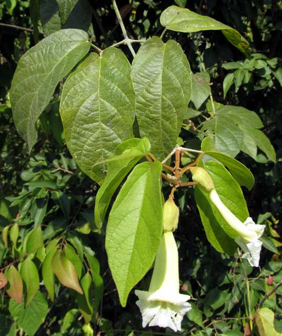 STIZOPHYLLUM RIPARIUM, flowers