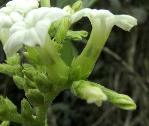 Chiggery Grapes, TOURNEFORTIA HIRSUTISSIMA, flower close-up