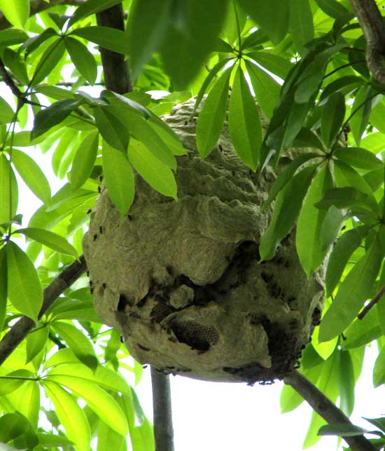 hive of edible wasp