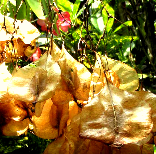 Angel Wing Begonia, BEGONIA COCCINEA, fruits