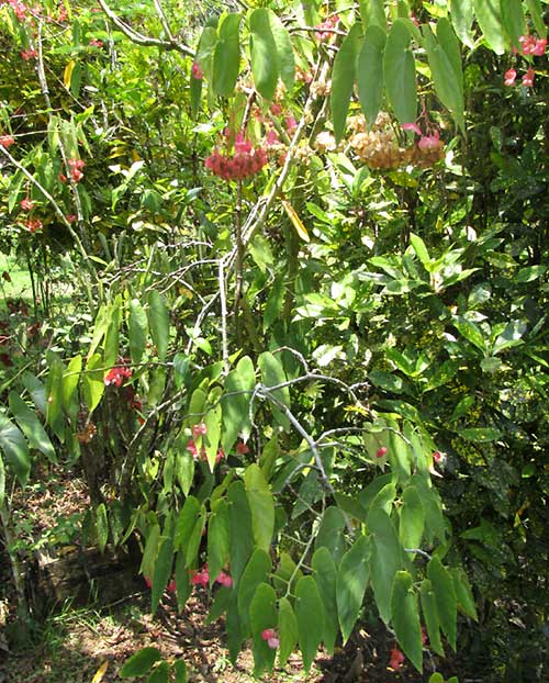 Angel Wing Begonia, BEGONIA COCCINEA, habit