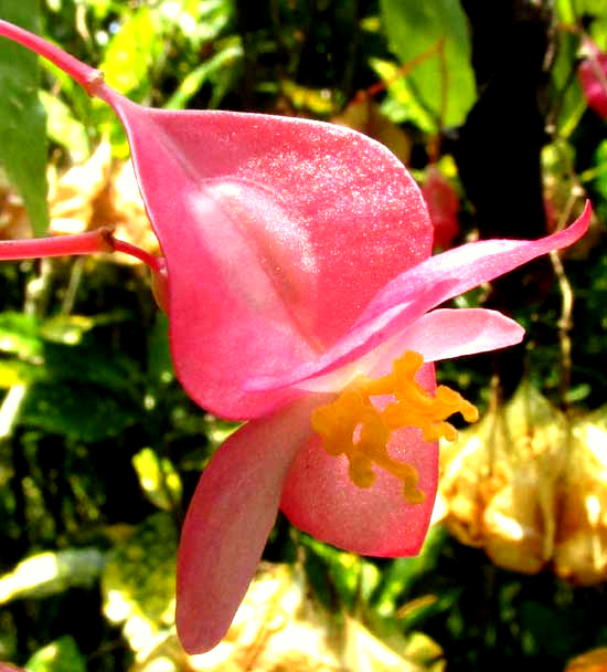 Angel Wing Begonia, BEGONIA COCCINEA, female flower