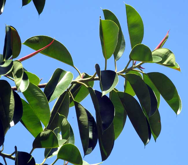 Rubber Plant, FICUS ELASTICA, leaves and stem