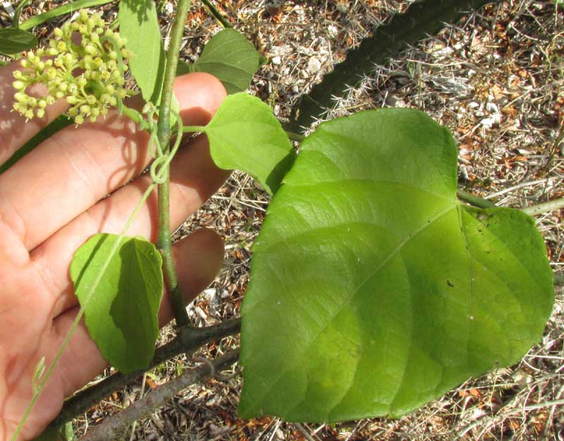 CISSUS VERTICILLATA, leaves and flowers