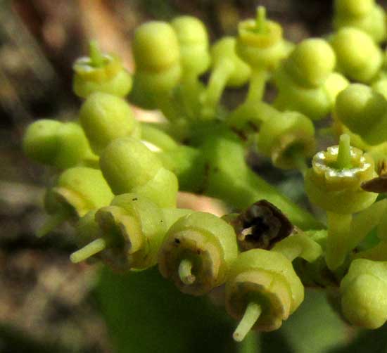 CISSUS VERTICILLATA, flowers