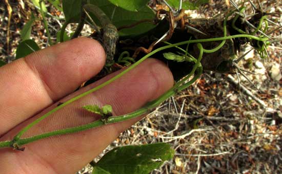 CISSUS VERTICILLATA, tendril