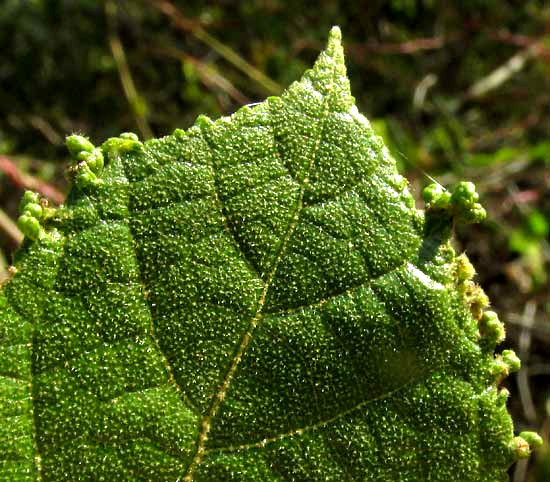 GUAZUMA ULMIFOLIA, galls? on leaf margin