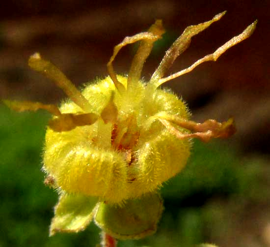 GUAZUMA ULMIFOLIA, flower