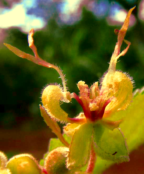GUAZUMA ULMIFOLIA, flower longitudinal section