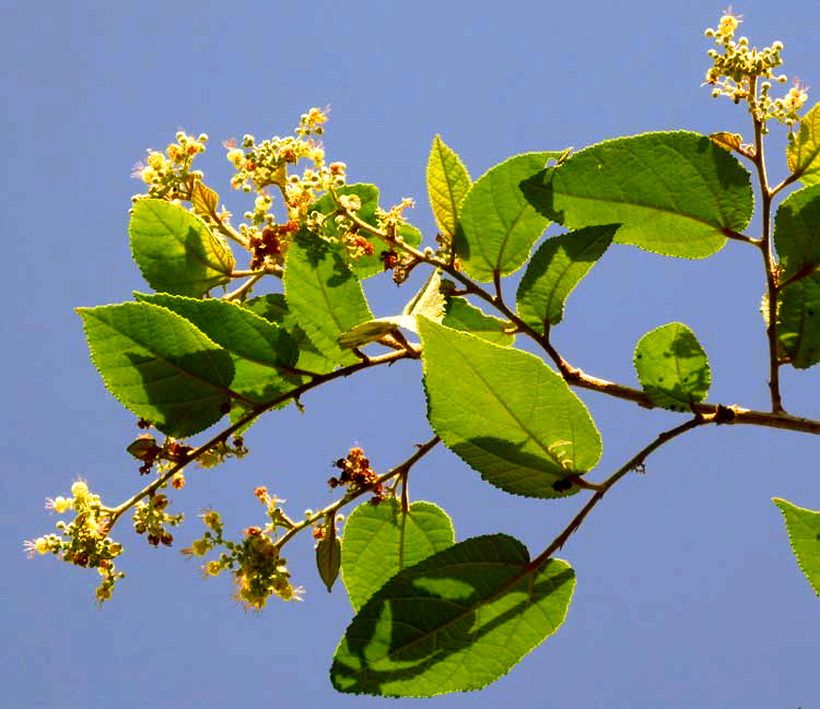 GUAZUMA ULMIFOLIA, flowers and leaves