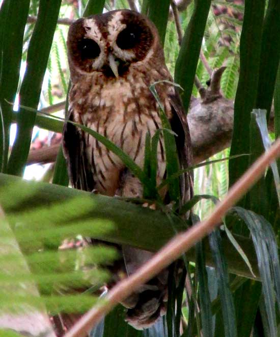 Mottled Owl, STRIX VIRGATA