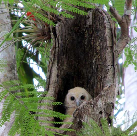 Mottled Owl, STRIX VIRGATA, young in nest
