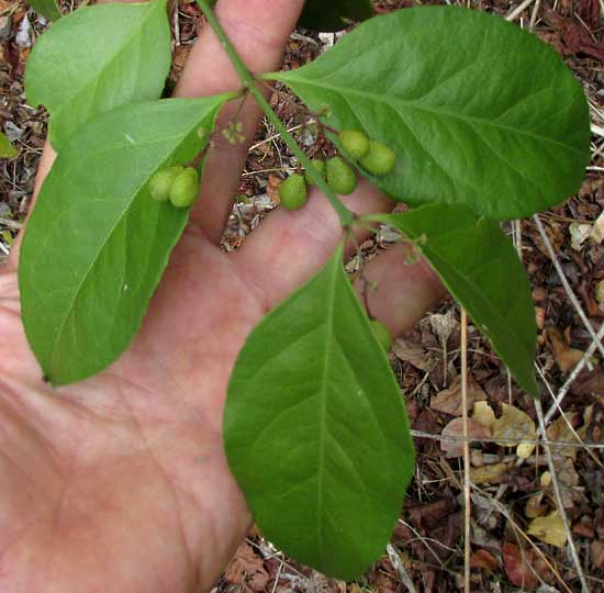 CROSSOPETALUM PARVIFLORUM, leaves and fruits