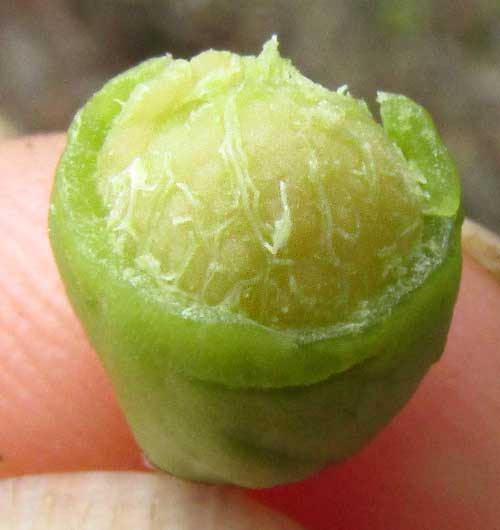 CROSSOPETALUM PARVIFLORUM, fruit with seed exposed