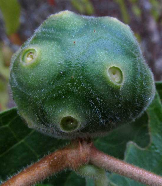 Mouse's Pineapple or Redgal, MORINDA ROYOC, fruit