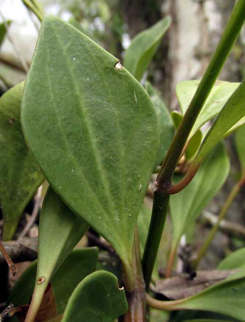 PEPEROMIA PERESKIIFOLIA leaf