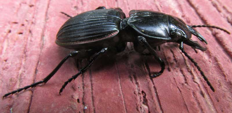 Ground Beetle, cf. Pasimachus cordioderus