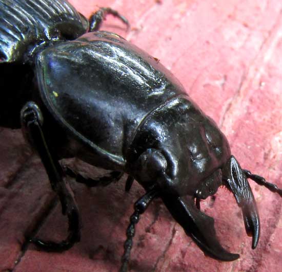 Ground Beetle, cf. Pasimachus cordioderus, head