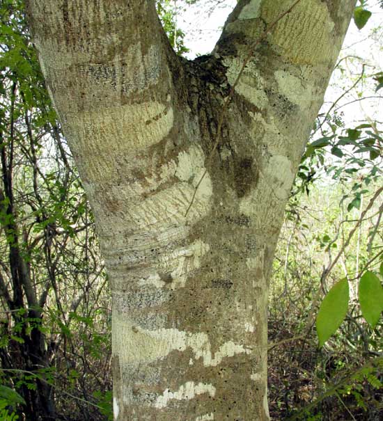 False Tamarind, Lysiloma latisiliquum, trunk