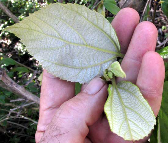 LUEHEA SPECIOSA, white-hairy leaf bottom