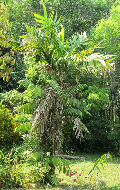 Pacaya Palm, CHAMAEDOREA TEPEJILOTE