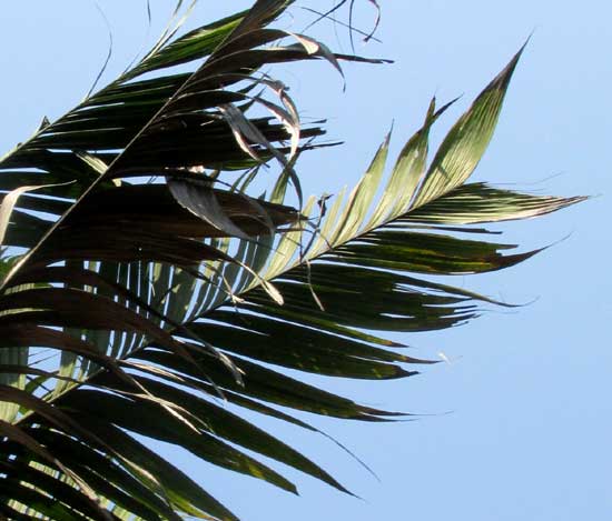 Pacaya Palm, CHAMAEDOREA TEPEJILOTE, frond