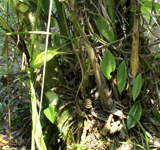Pacaya Palm, CHAMAEDOREA TEPEJILOTE, clustered trunks