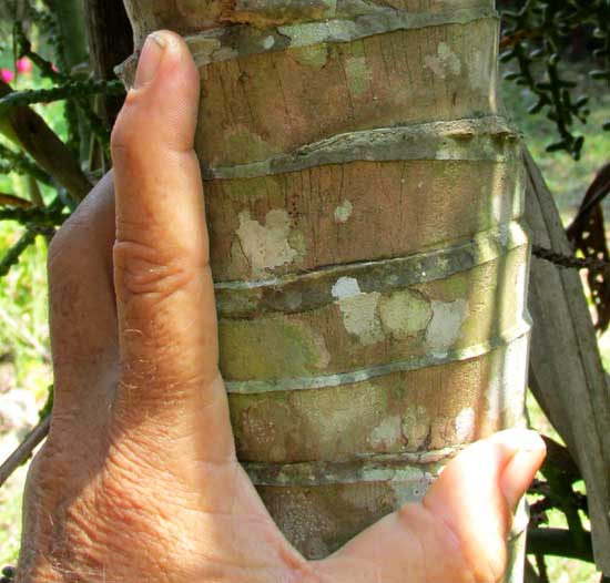 Pacaya Palm, CHAMAEDOREA TEPEJILOTE, trunk
