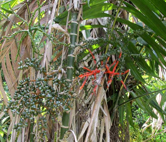 Pacaya Palm, CHAMAEDOREA TEPEJILOTE, inflorescence