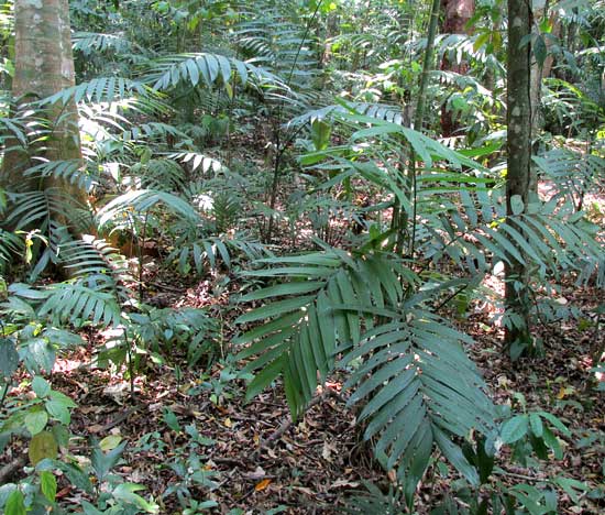 Pacaya Palm, CHAMAEDOREA TEPEJILOTE, habitat