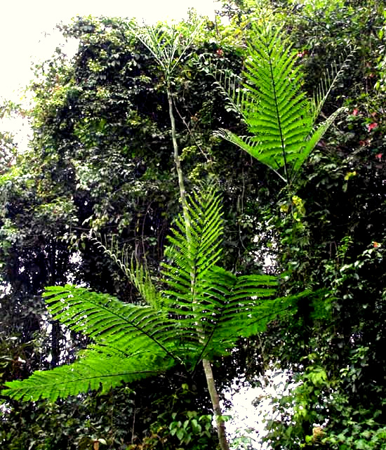 Brazilian Fern Tree, SCHIZOLOBIUM PARAHYBA