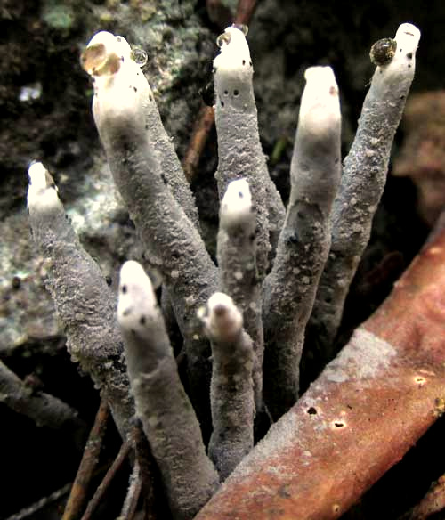 Candlesnuff, XYLARIA HYPOXYLON, ejecting water?