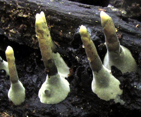 Candlesnuff, XYLARIA HYPOXYLON, showing bases
