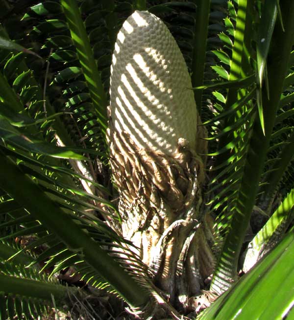 DIOON SPINULOSA issuing cone