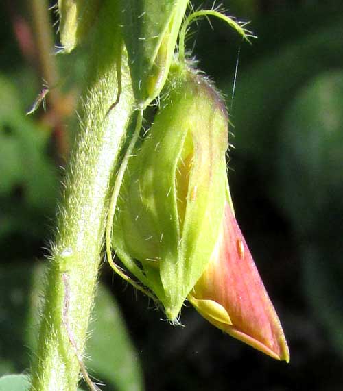 Shakeshake, CROTALARIA INCANA, immature flower