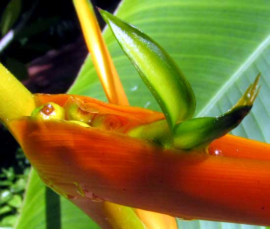 HELICONIA LATISPATHA, flowers and developing fruits rising from bract