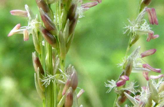 SPOROBOLUS JACQUEMONTII, flowering spikelets
