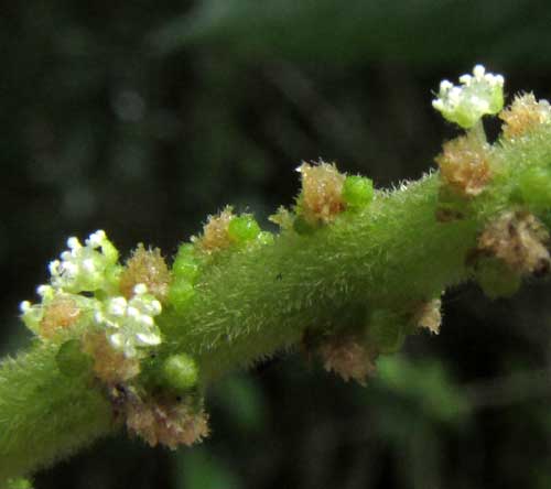 Acalypha Bush, ACALYPHA VILLOSA, close-up of male spike