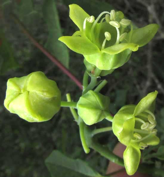 Wild Manioc, MANIHOT AESCULIFOLIA, flowers