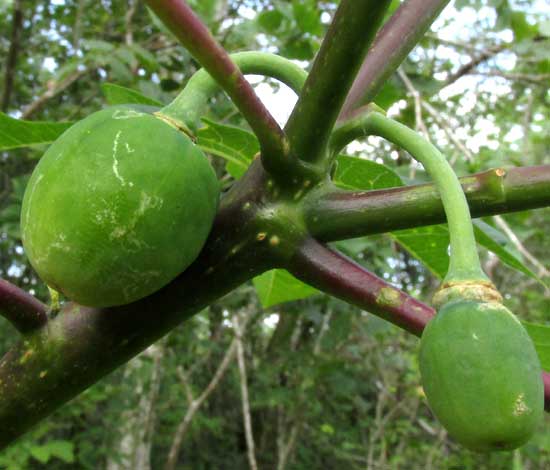 Wild Manioc, MANIHOT AESCULIFOLIA, immature fruits