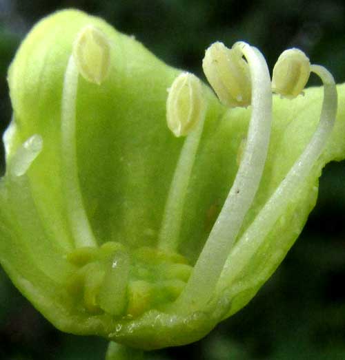 Wild Manioc, MANIHOT AESCULIFOLIA, flower longitudinal section