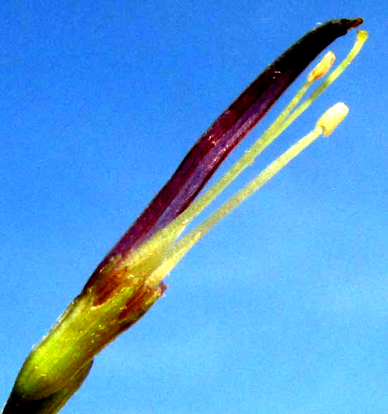 SCHWENCKIA AMERICANA, longitudinal section of flower