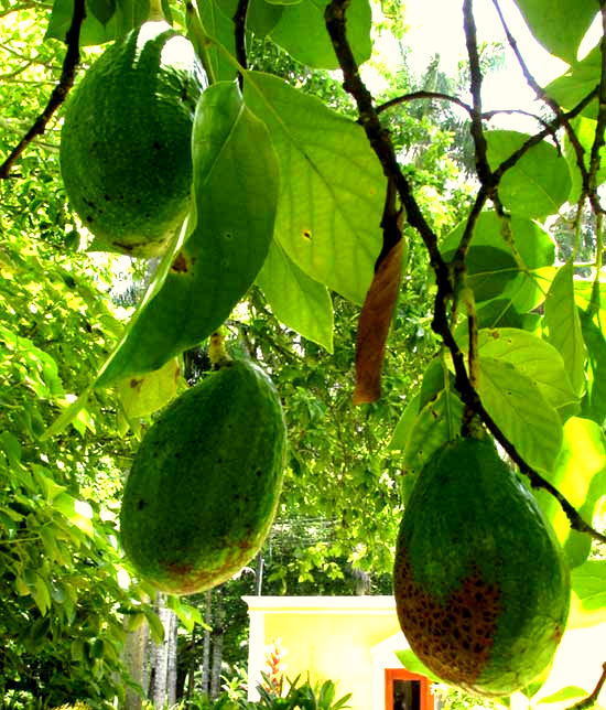 Avocado fruits on tree
