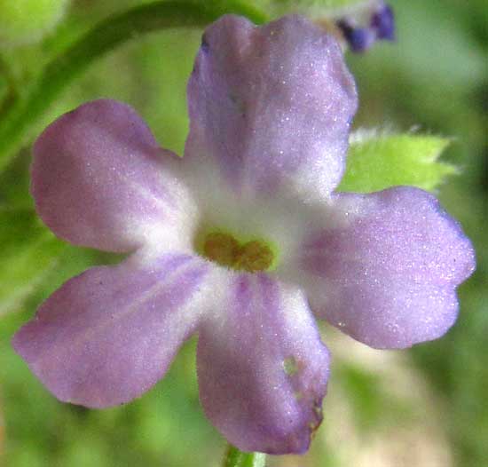 Cat's-tongue, PRIVA LAPPULACEA, flower from front